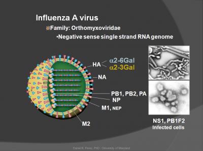 Influenza A Virus orthomyxoviridae ns1 pb1f2 negative sense single strand rna genome